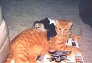 PET CAPUCHIN MONKEY FOR ADOPTION( therenash70@yahoo.com )