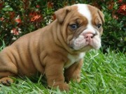 EXCELLENT ENGLISH BULLDOG FOR FREE ADOPTION