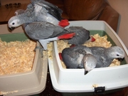 Talking African Grey Parrots and Eggs For Sale