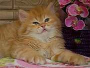 KITTEN FOR SALE  AT A VERY GOOD PRICE