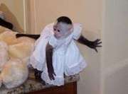 Adorable Baby Face Capuchin Monkeys For Adoption    