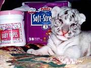 LICENSED WHITE TIGER CUB