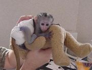 Lovely Male And Female Capuchin Monkeys For Adoption