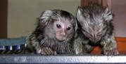  baby marmoset monkeys for adoption