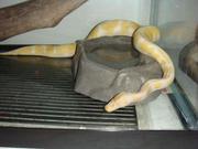 albino and piebald pythons ready to go
