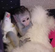 admirable male and female baby capunchin monkey
