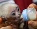 X-MAS BABY CAPUCHIN MONKEY FOR ADOPTION(pollianafalic901@yahoo.com)