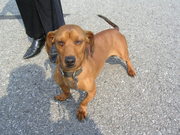 Dachshund in Need of Good Home