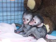 Healthy charming capuchin monkeys for adoption