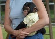 CUTEST  TWIN CHIMPAZEE MONKEYS FOR ADOPTION(magicfalic@ymail.com)