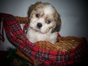 happypuppyil.com