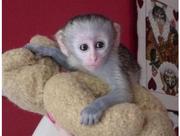 monkeys for good homes