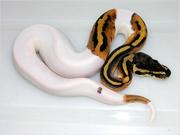 ball pythons for good homes
