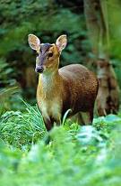 Muntjac Deers for sale