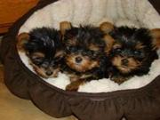 Healthy charming yorkie puppies for beautiful homes