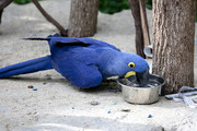 Hyacinth Macaw Birds Available