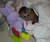 available Two capuchin monkeys for  adoption and ready for good home a
