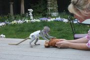 Female capuchon Monkey  for adoption  