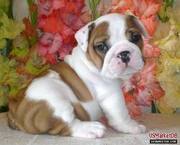 We have available 2 Pure-Bred for sale