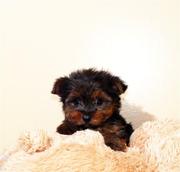 YORKIES TERRIER FOR XMAS