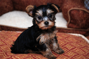 YORKIE PUPPIES READY TO GO