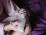 Gorgeous Female capuchin Monkey