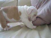 Perfect Gift English Bulldog Puppies for Adoption