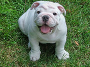 fawn and white,  red and white and all white male and female adult English Bulldogs for sale.